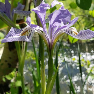May include: Close-up of a purple iris flower with white and yellow markings. The flower has delicate, striped petals and a green stem. The background is blurred, showing a stream and green foliage.
