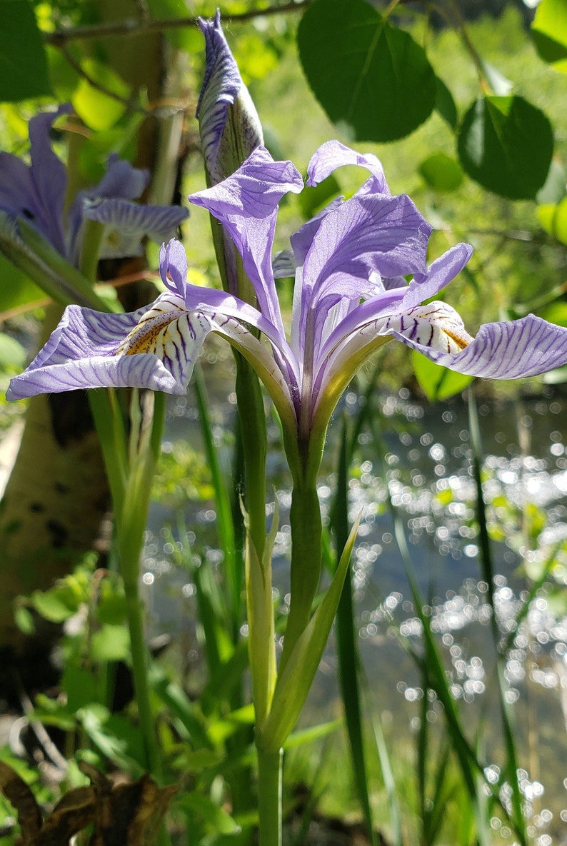 May include: Close-up of a purple iris flower with white and yellow markings. The flower has delicate, striped petals and a green stem. The background is blurred, showing a stream and green foliage.