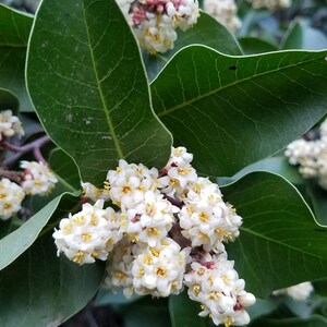 May include: Close-up of a plant with clusters of small white flowers with yellow centers. Large, glossy green leaves frame the flowers. Some flower clusters have hints of pink and red. The background is blurred, suggesting a natural setting.
