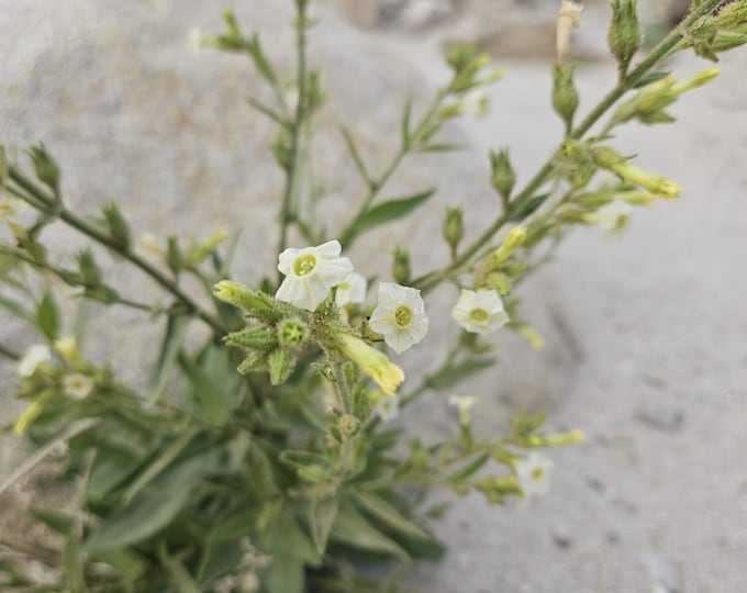 Desert Tobacco Seeds|Nicotiana obtusifolia|California Native Plants|Native Wildflowers|Southwestern Plants|Desert Plants|Organic Seeds