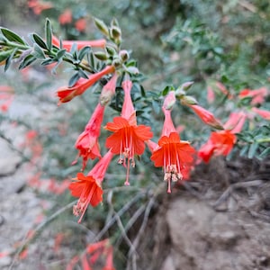 California Fuchsia Seeds|Epilobium canum|Wildflower|California Native Plants|Native Wildflowers|Organic|Gardening|Native Seeds|Southwestern