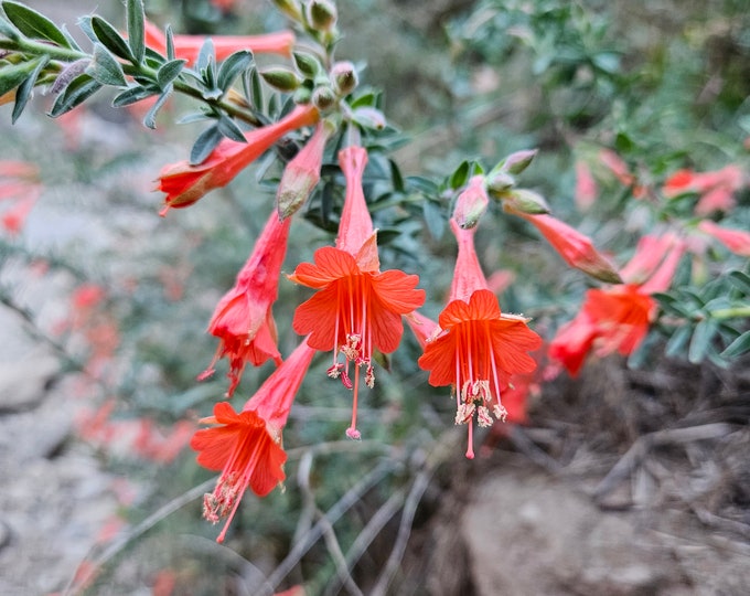 California Fuchsia Seeds|Epilobium canum|Wildflower|California Native Plants|Native Wildflowers|Organic|Gardening|Native Seeds|Southwestern