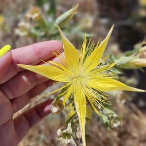 May include: A close-up of a vibrant yellow flower with long, slender petals and a central cluster of delicate stamens. The flower is held gently, with a blurred background of dry vegetation.
