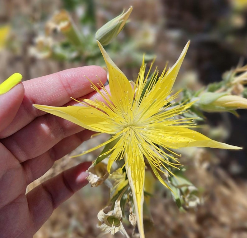 May include: A close-up of a vibrant yellow flower with long, slender petals and a central cluster of delicate stamens. The flower is held gently, with a blurred background of dry vegetation.