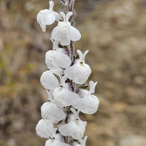 May include: Close-up of a white flower stalk with numerous small, delicate blooms. The flowers have a unique shape and are arranged along a fuzzy, green stem. The background is blurred, suggesting a natural outdoor setting.