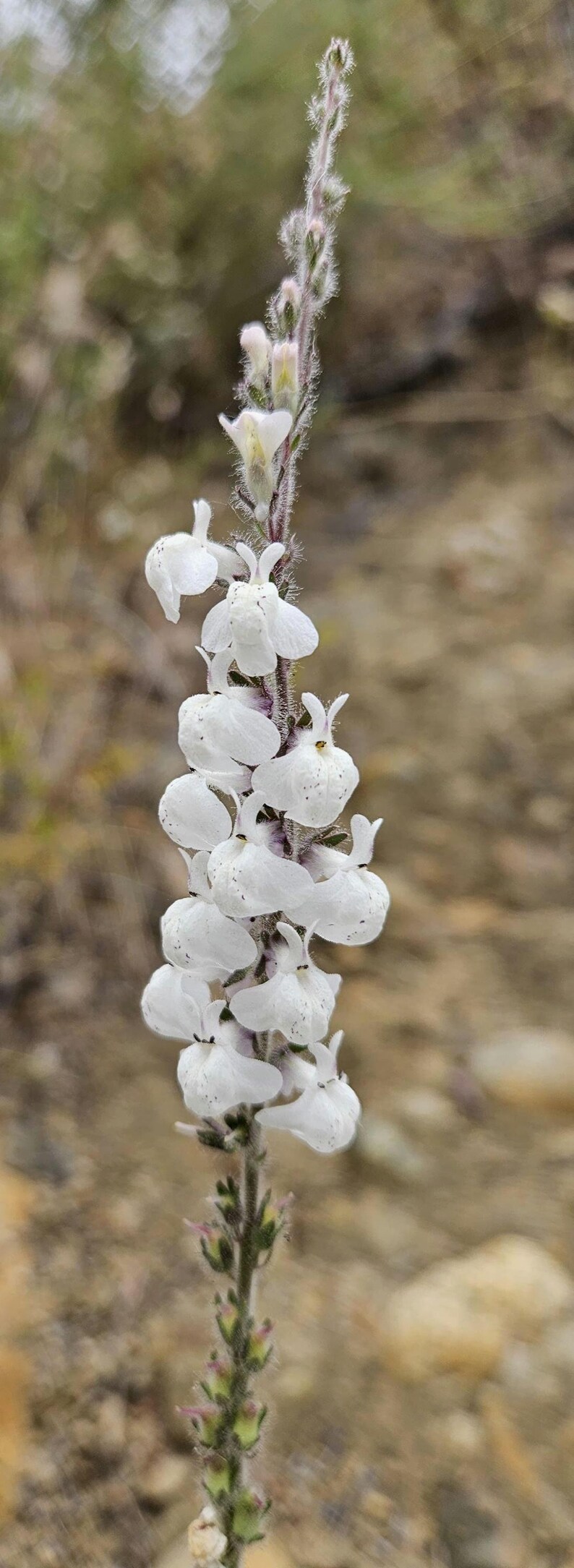 May include: Close-up of a white flower stalk with numerous small, delicate blooms. The flowers have a unique shape and are arranged along a fuzzy, green stem. The background is blurred, suggesting a natural outdoor setting.