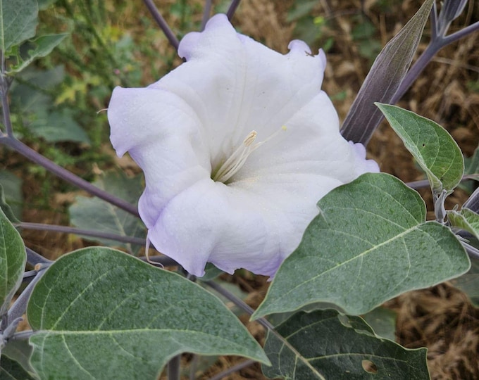 Sacred Datura Seeds|Datura wrightii|California Native Plants|Native Wildflower Seeds|Native Plant Garden|Southwestern Plants|Medicinal Plant