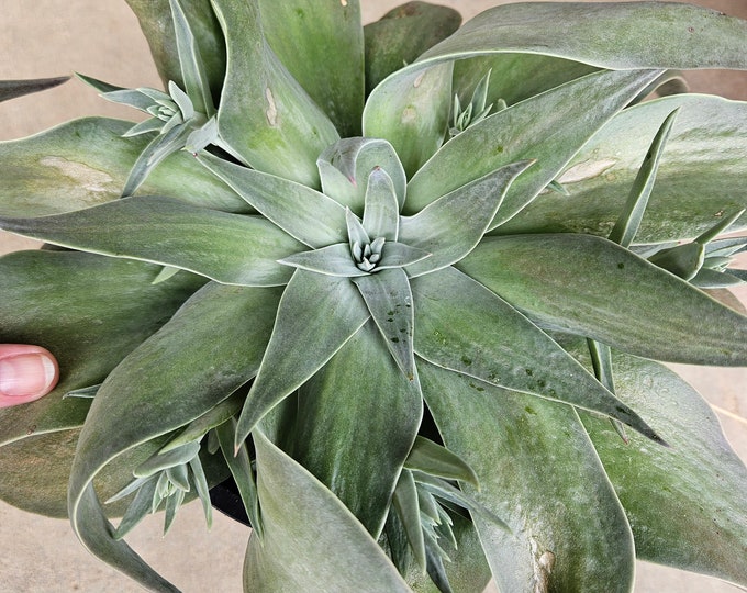 Lanceleaf Liveforever Seeds|Dudleya lanceolata|California Native Plants|Native Seeds|Southwestern Plants|Wildflowers|Gift|Gardener|Succulent