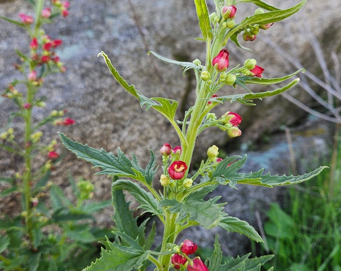 California Bee Plant Seeds|Scrophularia californica|California Native Wildflowers|Native Plants|Native Seeds|Southwestern|Garden|Unique Gift