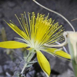 May include: A close-up of a vibrant yellow flower with long, slender stamens radiating from the center. The petals are a bright yellow, and the flower is set against a blurred, neutral background. The flower's delicate structure is highlighted.