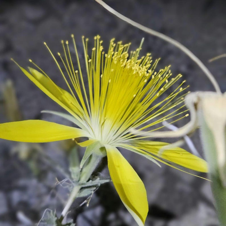 May include: A close-up of a vibrant yellow flower with long, slender stamens radiating from the center. The petals are a bright yellow, and the flower is set against a blurred, neutral background. The flower's delicate structure is highlighted.