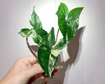 May include: A variegated plant with green and white leaves and brown stems. The plant is being held in a hand.