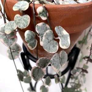 Ceropegia Woodii Variegata (Variegated String of Hearts) CUTTINGS