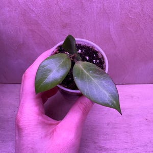Hoya ‘Sunrise’  EXACT PLANT