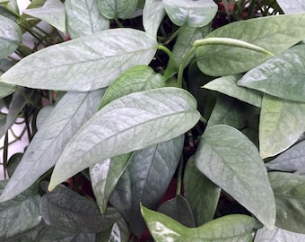 Epipremnum Pinnatum 'Cebu Blue' 3-NODE CUTTINGS