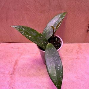 Hoya Pubicalyx EXACT PLANT + free heat pack