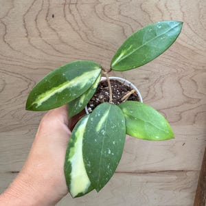 Hoya Verticillata (Acuta Variegata) EXACT PLANT