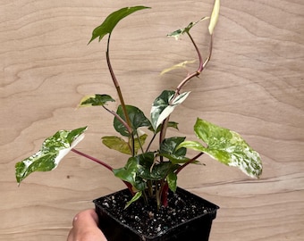 May include: A Syngonium podophyllum plant with variegated green and white arrow-shaped leaves and reddish-pink stems. The plant is potted in a black square plastic container filled with dark potting soil, showcasing multiple stems and a new leaf.