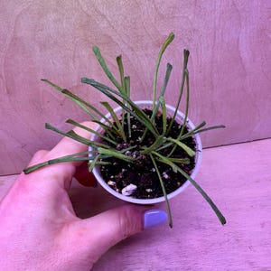 Hoya Retusa EXACT PLANT