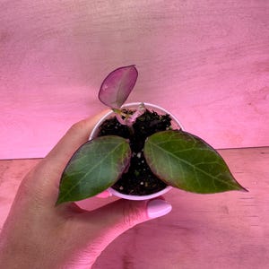 Hoya ‘Sunrise’  EXACT PLANT