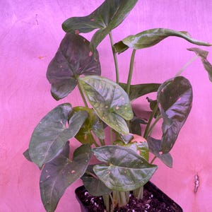 Syngonium Pink Splash - EXACT PLANT