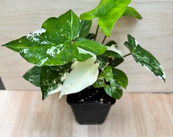 May include: A Syngonium plant with variegated arrow-shaped leaves featuring a mix of deep green, light green, and creamy white patches. The plant is potted in a black plastic container, showcasing a distinct contrast between the foliage colors.