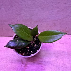 Hoya ‘Sunrise’  EXACT PLANT