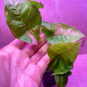 Syngonium Pink Splash - EXACT PLANT