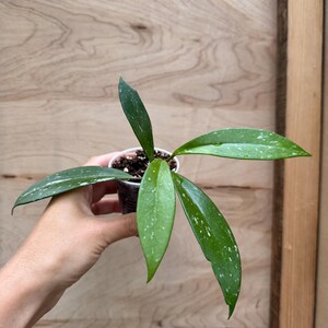 Hoya Pubicalyx ROOTED + free heat pack