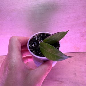 Hoya ‘Sunrise’  EXACT PLANT