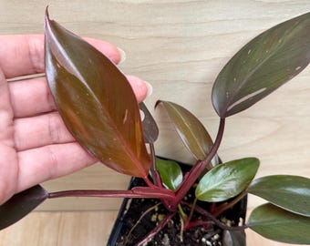 May include: A Philodendron Pink Princess plant in a black plastic nursery pot. The plant features glossy, dark burgundy and deep green lance-shaped leaves with subtle pink variegation. The stems are a deep reddish-purple color, supporting the foliage.