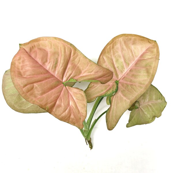 Pink Syngonium Podophyllum (Planta de Punta de Flecha) CUTTINGS
