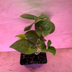 Syngonium Pink Splash - EXACT PLANT