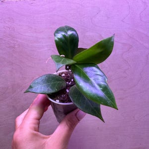 Hoya ‘Sunrise’  EXACT PLANT + free heat pack