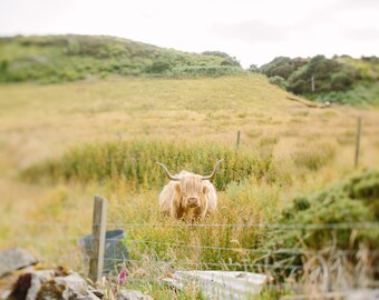 Highland Coo Photo Print, Highland Cow, Dekoracja domu wiejskiego, Wydruk zdjęcia gospodarstwa, Szkocki krajobraz, Szkocja, Szkocka wieś, Życie na farmie, Wielka Brytania