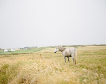 Horse Photo Print, Irish Countryside Photo Print, Horse Landscape, Ireland, White Horse, Horse Art, Horse Home Decor, Farmhouse Decor