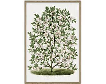 Magnolia Tree Print, Wall Art Decor, Botanical Poster for Room, Kitchen or Office