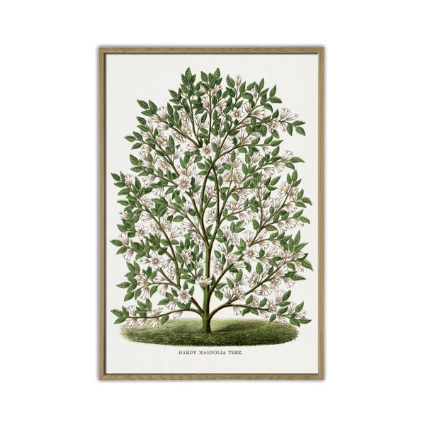 Magnolia Tree Print, Wall Art Decor, Botanical Poster for Room, Kitchen or Office