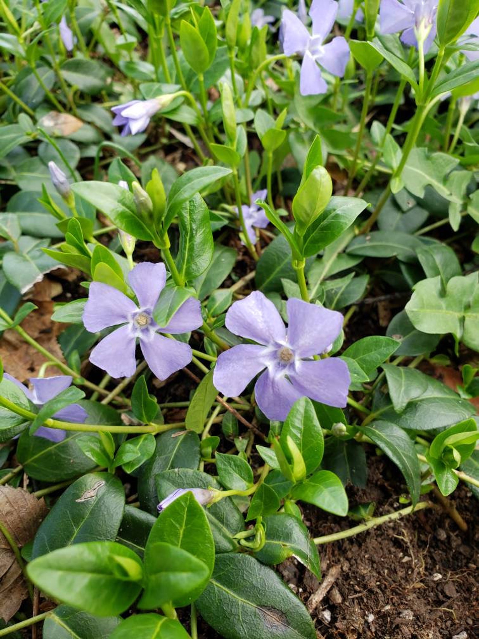 50 Live Vinca Minor Plants Perennial Ground Cover Purple Flower Etsy