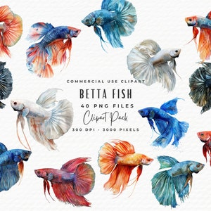 40 Betta Fische Clipart Bundle | Helles Aquarell Aquarium Betta Kampffisch PNG Bündel | Sofortiger digitaler Download | Tropische Fische Clipart