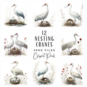 May include: Twelve watercolor illustrations of nesting cranes. Each illustration features a pair of cranes with a nest of eggs and a baby crane. The illustrations are set against a white background with delicate floral accents.