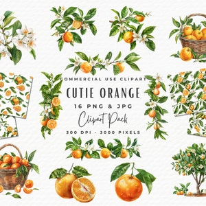 A Little Cutie Baby Shower Clipart | Watercolor Citrus Fruit Summer Elements Seamless Pattern | Little Cutie Baby Shower Invitation Clipart