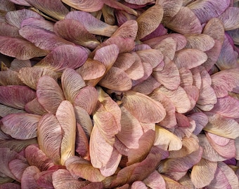 Naturally Pink Maple Tree Helicopter Samara Seeds for Crafting