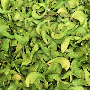 May include: A close-up image of a pile of green maple seeds. The seeds are arranged in a random pattern and are all in focus.