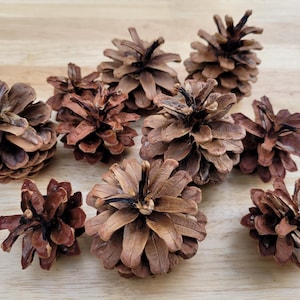 May include: A collection of brown pine cones of varying sizes, arranged on a light wood surface. The cones display a range of textures and shapes, with open and closed forms. The natural tones and textures create a rustic, earthy aesthetic.