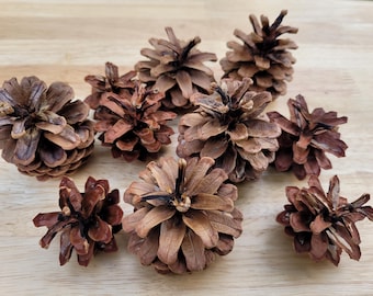Natural Pinecones - Cleaned, Rounded & Pointy Scales, Crafting Decor