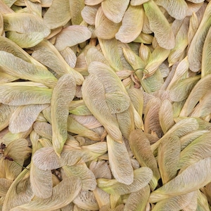 May include: Close-up of a pile of dried maple tree seeds, also known as samaras or helicopter seeds. The seeds are a mix of tan, brown, and pale green, with a delicate, veined texture. The image is a full frame, with no background.