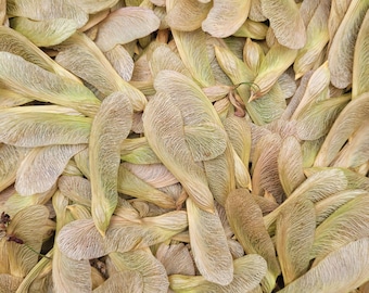 Large Maple Tree Helicopter Samara Seeds for Crafting