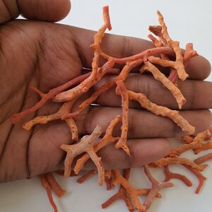 Peut inclure: Une collection de branches de corail orange, certaines avec des motifs de branchement complexes, pr&eacute;sent&eacute;es sur une main.