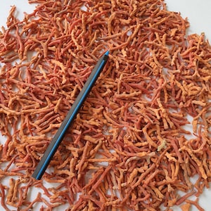 Bâtons de corail rouge italien naturel : lot de 875 carats de pierres précieuses